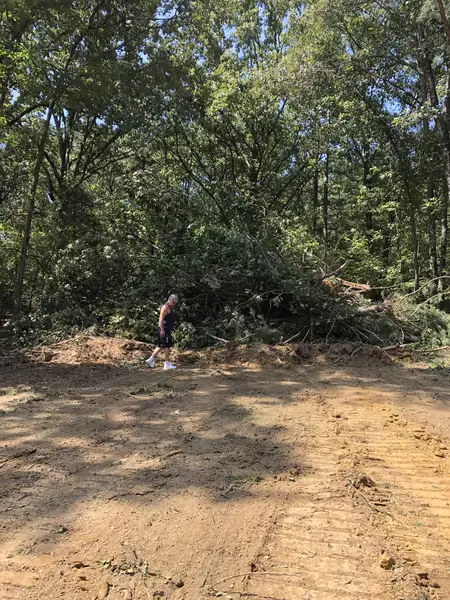 Clearing the trees to make room